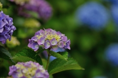 【アジサイ】20130608