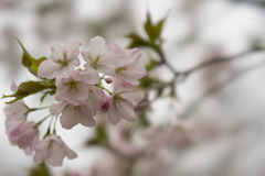 神代植物公園【桜：寒咲大島】①20190323