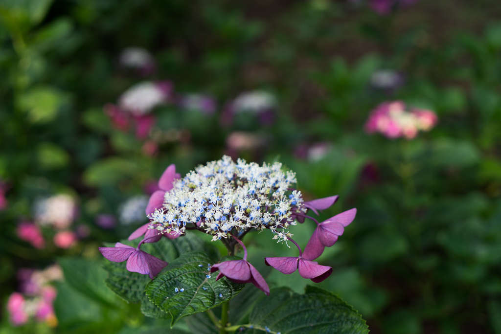 相模原北公園【紫陽花：ロートシュバンツ】②20230619