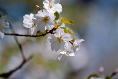 小石川植物園【桜：大島桜】③20210323銀塩NLP