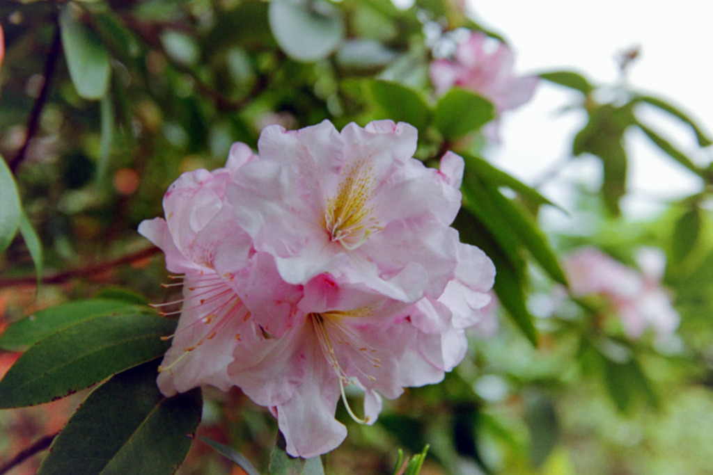 高蔵寺【石楠花】③20200417