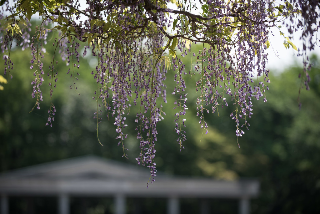 神代植物公園【藤の花】①20190503