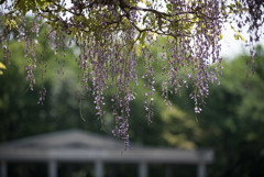 神代植物公園【藤の花】①20190503