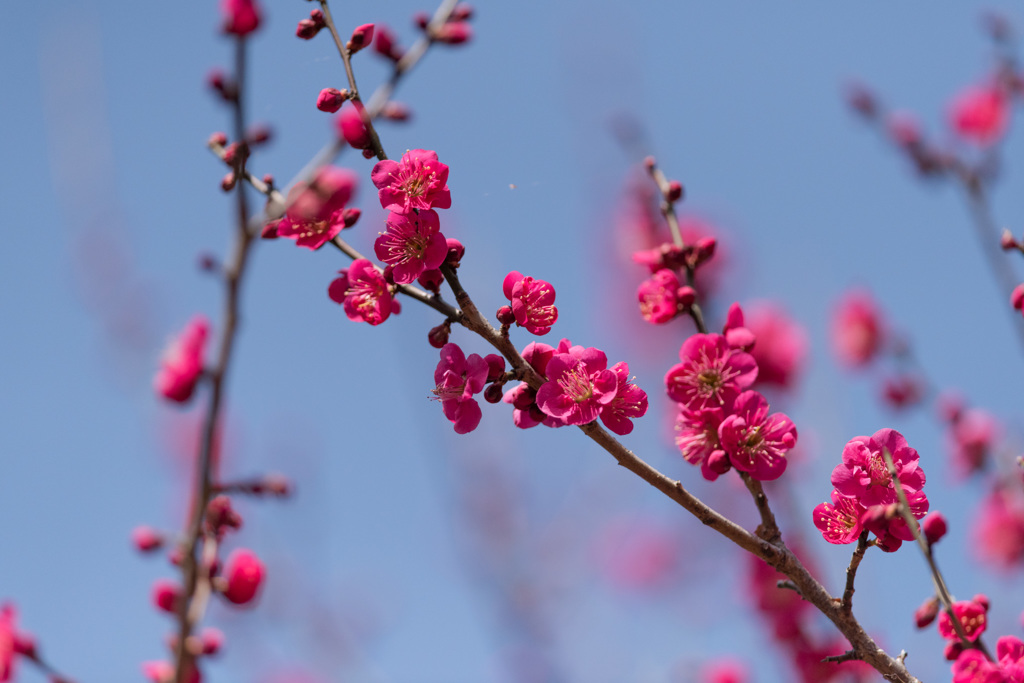 【神代植物公園(紅千鳥)】①20150228
