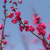 【神代植物公園(紅千鳥)】①20150228