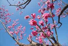 小田原フラワーガーデン【梅：紅鶴】①20170128