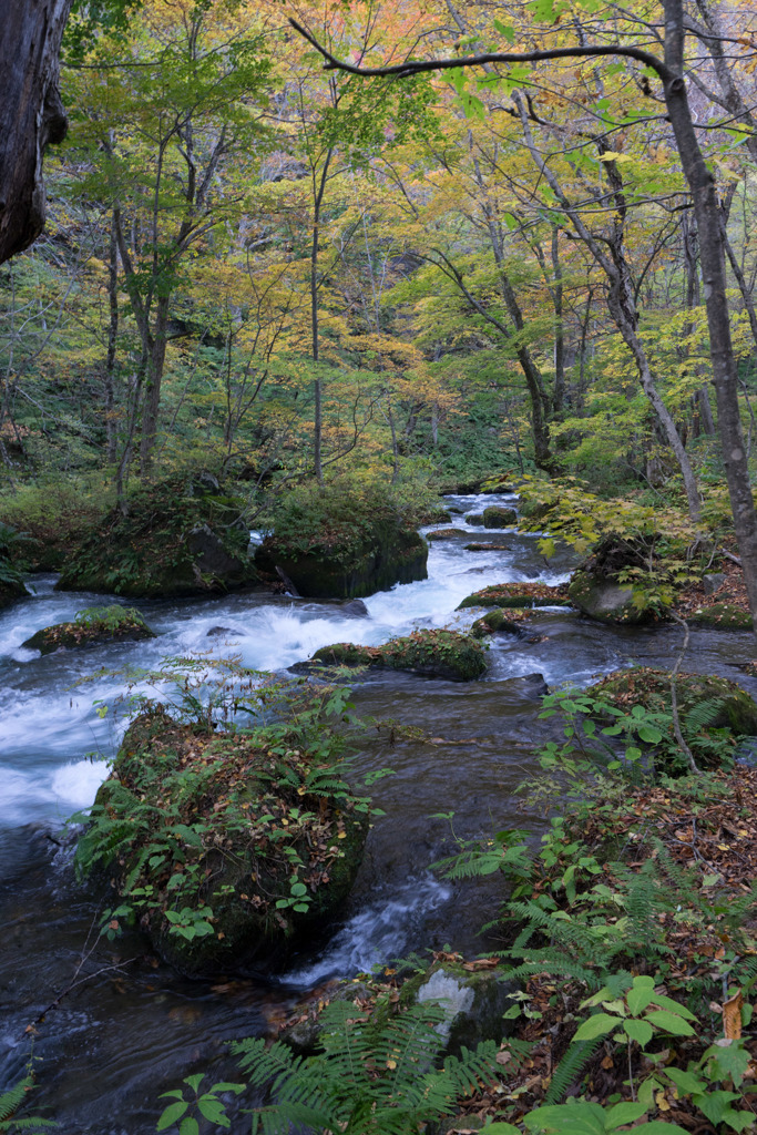 東北紅葉狩り【奥入瀬渓流】20181021