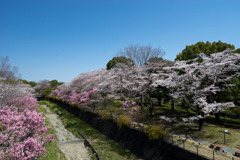 昭和記念公園【朝掘川：ふれあい橋からの眺め】②20200326