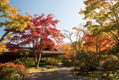 昭和記念公園【日本庭園：紅葉】①20191116
