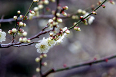 大船フラワーセンター【梅の花：玉英】20200215