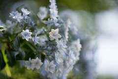 薬師池公園【紫陽花：スミダノハナビ】②20180609