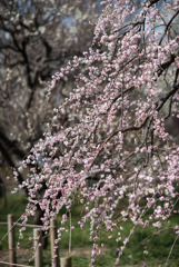 府中市郷土の森梅園【梅：藤牡丹枝垂】20190302