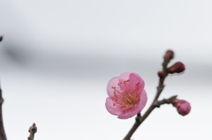 【小田原フラワーガーデン(雛雲)】20150124