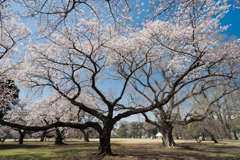 新宿御苑【染井吉野】③20200326