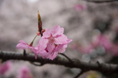 【新宿御苑(横浜緋桜)】20160402