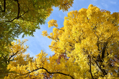 新宿御苑【イチョウの大木】②20251124