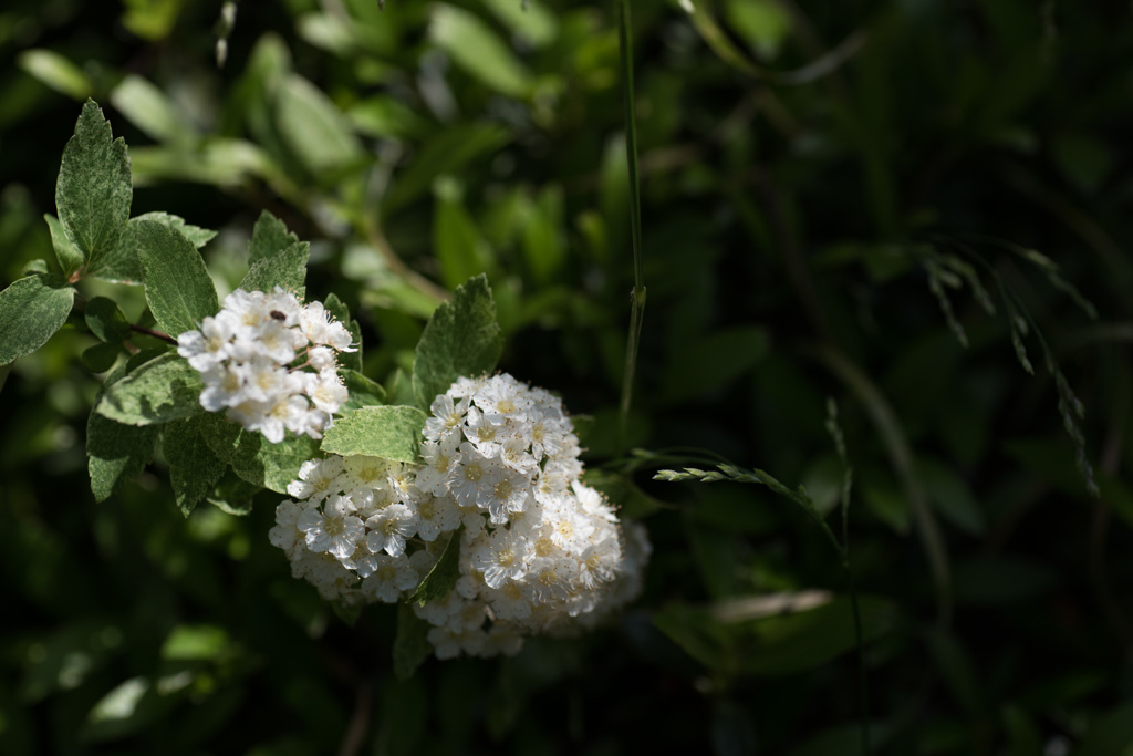 【庭の花(コデマリ)】20150429