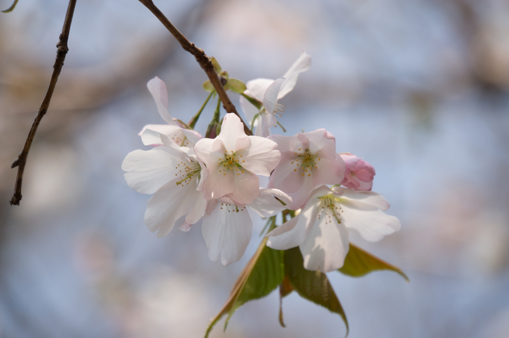 神代植物公園【桜：寒咲大島】20170319