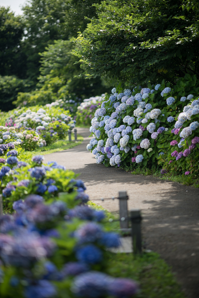 花菜ガーデン【アジサイの園路：紫陽花】②20210626