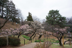 大倉山公園梅林【観梅会の眺め】20190217