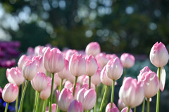 サムエル・コッキング苑【チューリップ：ファーストクラス】①20260106