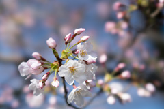 小石川植物園【桜：染井吉野】③20210323