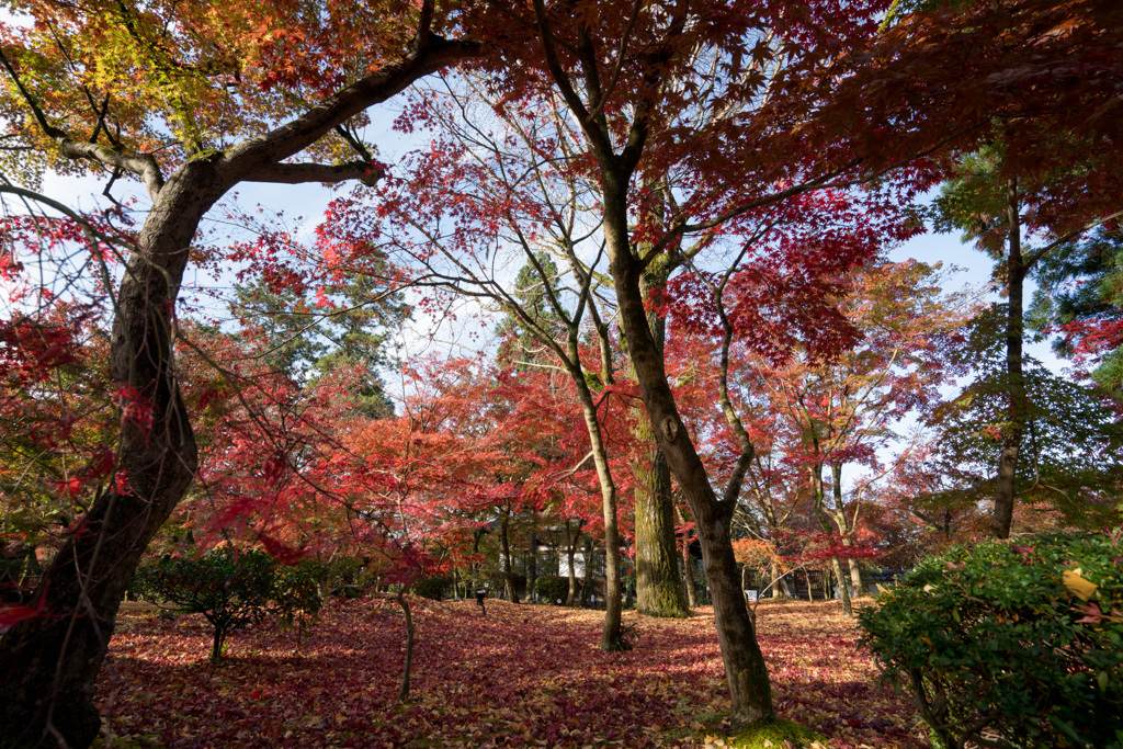 京都の紅葉【永観堂：寿橋西の庭付近】①20201126