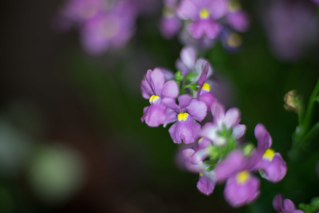 庭の花【ネメシア】20180413