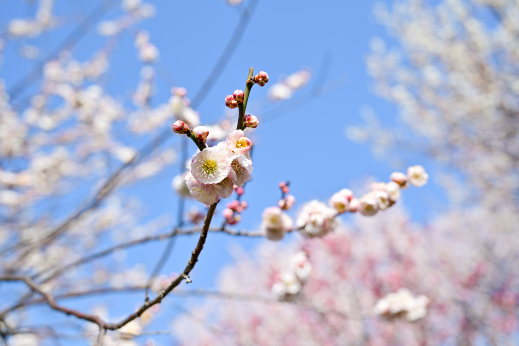 府中市郷土の森【梅の花：輪違い】20250309