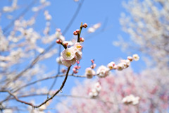 府中市郷土の森【梅の花：輪違い】20250309
