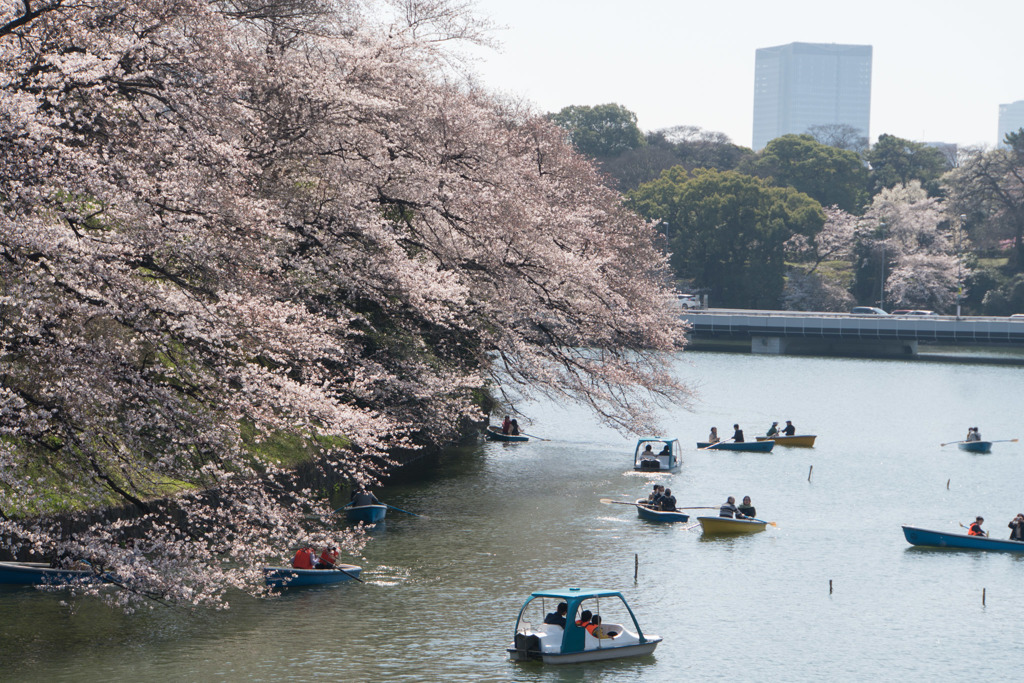 【千鳥ヶ淵の桜】④20180325