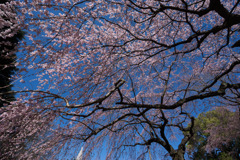 新宿御苑【枝垂れ桜： 下の池付近】③20180317