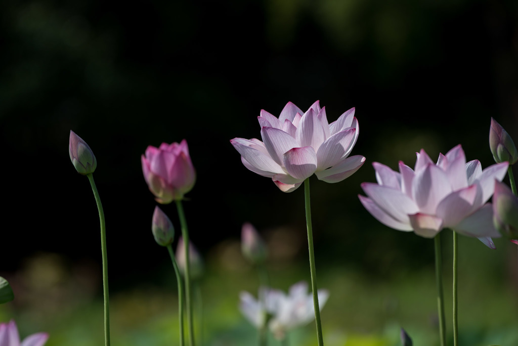 花菜ガーデン【蓮の花】①20180721
