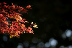 【新宿御苑(紅葉)】①20151128