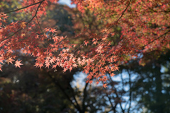 都内紅葉名所巡り3【旧古河庭園：心字池周辺の紅葉】②20211128