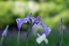 正覚寺【紫系の花菖蒲】②20170604