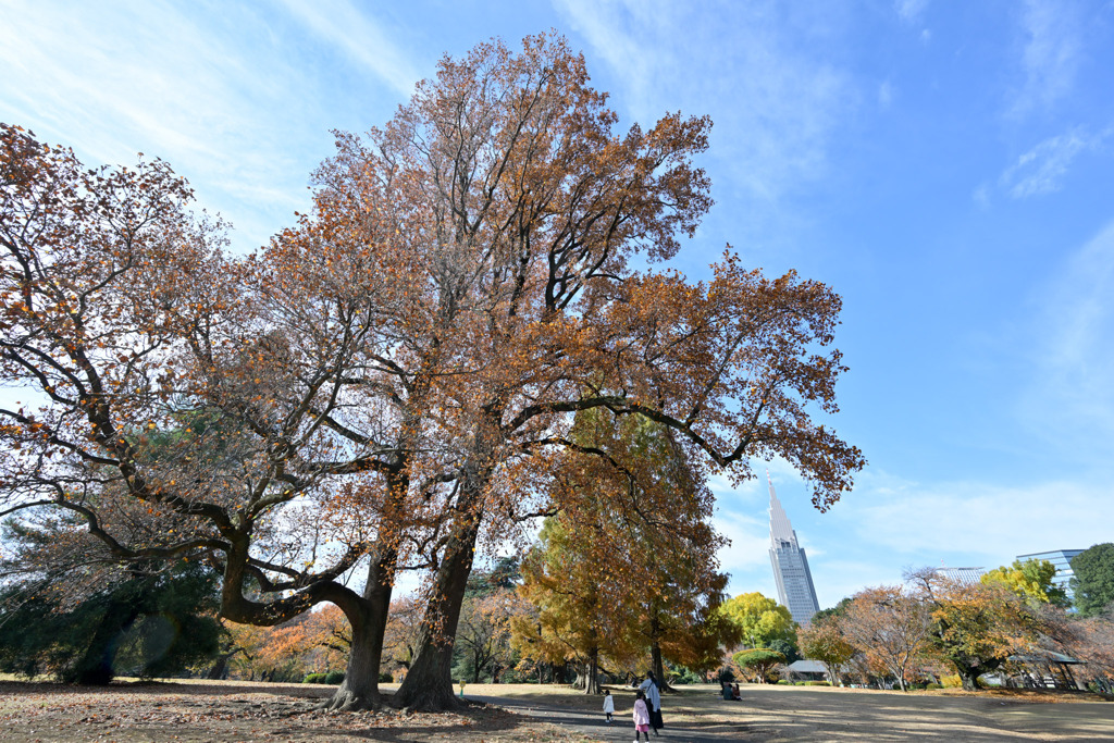 新宿御苑【ユリノキ】20251124
