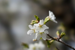 テリタビーズ公園【桜： 大島桜】③20180324