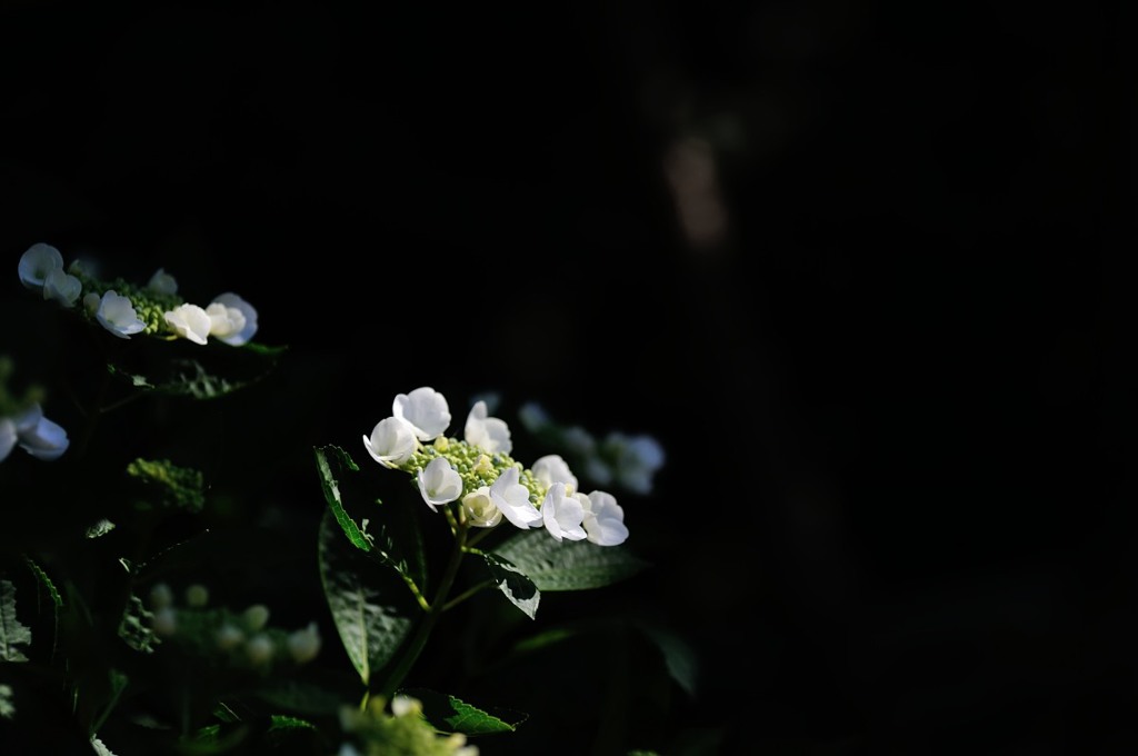 【紫陽花・レディ・サチコ】20140615