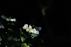 【紫陽花・レディ・サチコ】20140615