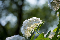 【正覚寺の紫陽花(白)】①20150531