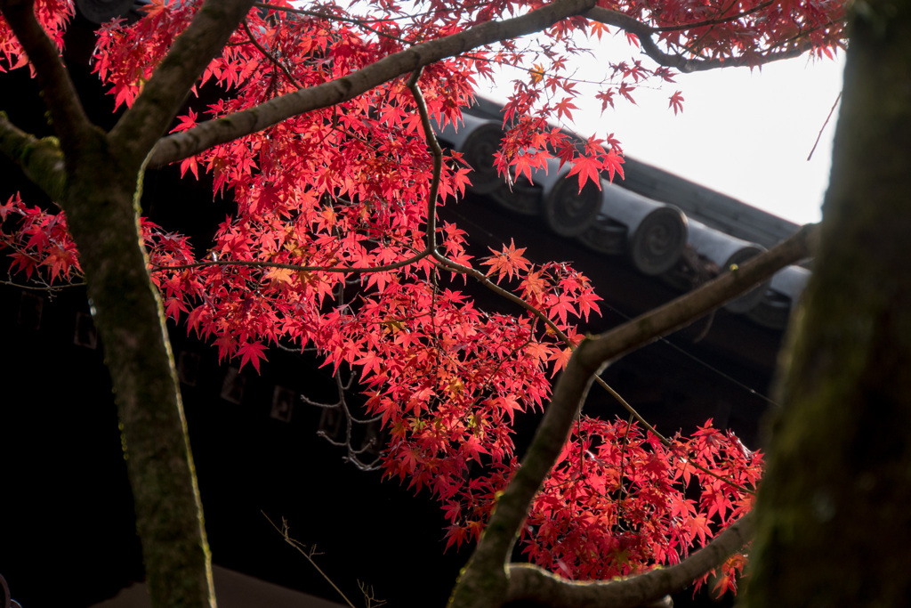 京都の紅葉【永観堂：画仙堂付近】③20201126