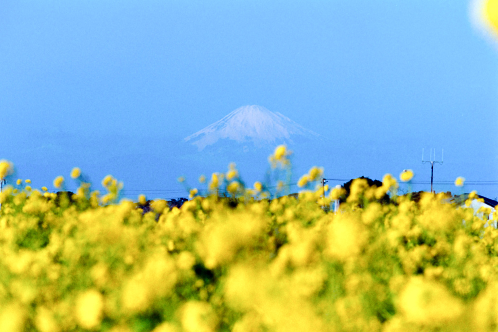 ソレイユの丘【入口花壇より富士山の眺め】②20220116銀塩NLP