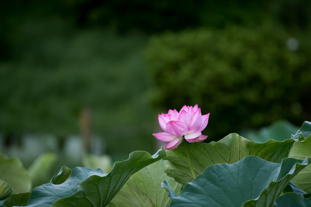 薬師池公園【大賀蓮】①20230707