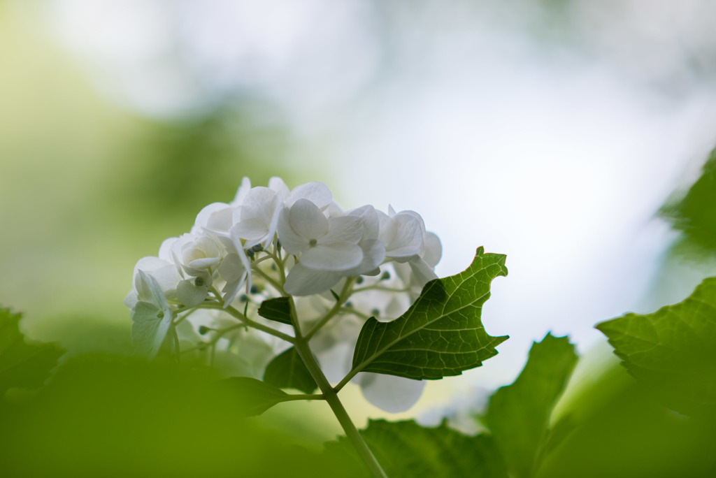 正覚寺【紫陽花】⑥20180602