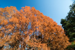 神代植物公園【メタセコイヤの紅葉】②20191214