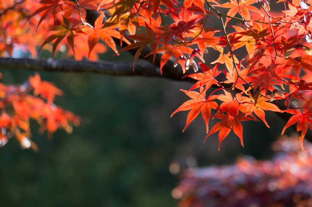 薬師池公園【薬医門近辺】②20161120