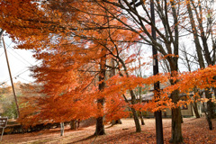 富士五湖の紅葉【山中湖】②20251116