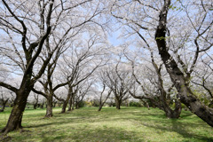 昭和記念公園【花の園の桜林】①20250408