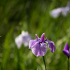 生田緑地【花菖蒲(紫縞系)】③20220604